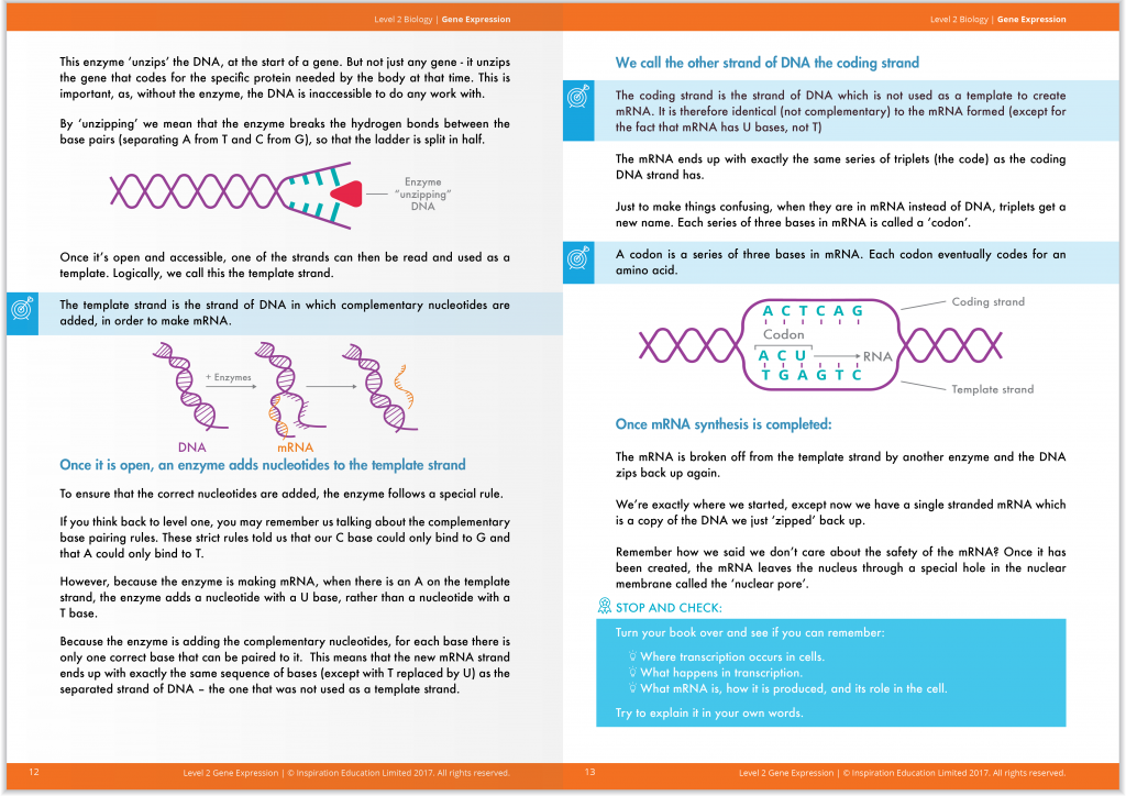 NCEA Level 2 Biology Gene Expression Guide StudyTime NZ Store